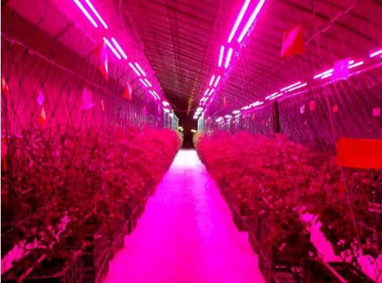 led植物生长灯